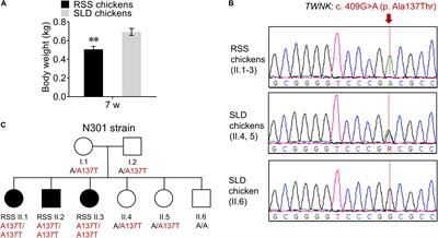 Mutation of TWNK Gene Is One of the Reasons of Runting and Stunting Syndrome Characterized by mtDNA Depletion in Sex-Linked Dwarf Chicken